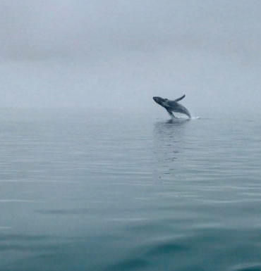 Wonder of a Creature